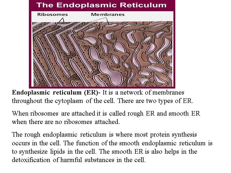 Endoplasmic reticulum (ER)- It is a network of membranes throughout the cytoplasm of the